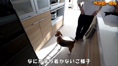 パパが出張から帰ってきた時のペコちゃん4