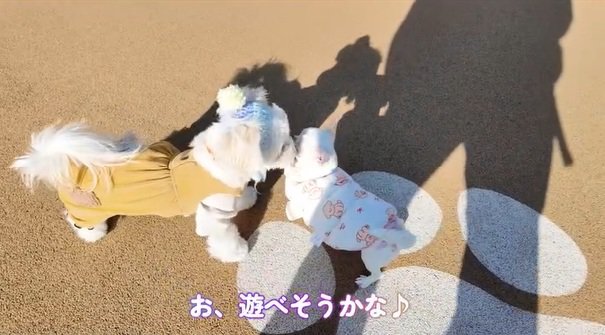 ご挨拶するルミちゃん