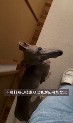 飼い主さんについて歩くプットくん6
