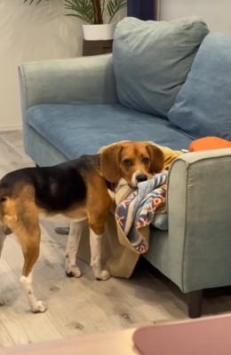 ソファーに頭だけ乗せる中型犬