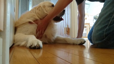 体を押してみてもダメ