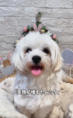 笑顔のムックくん