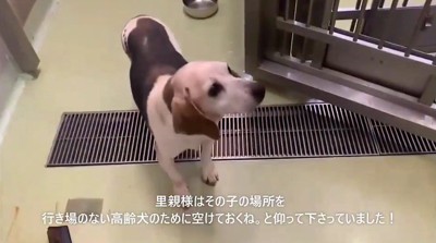 リードを持っている人を見上げる犬