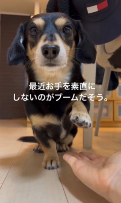 素直にお手をしない大福くん