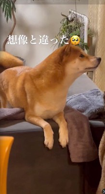 リンゴを食べている女の子を見つめる犬