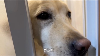 風呂場のドアから顔を出す犬