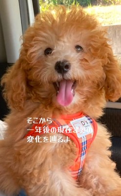 舌を出すだんぼくん