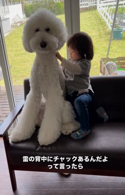 大型犬の背中に触れる男の子