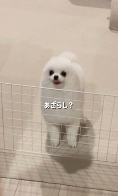 嬉しくてアザラシ化♡