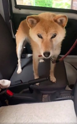 絶望のコロくん