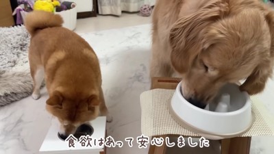 食欲はあるけど元気がない