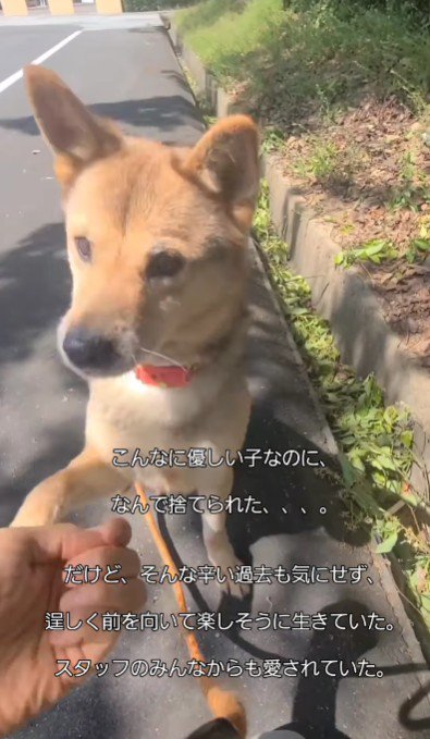 人懐こくて優しいわんこ