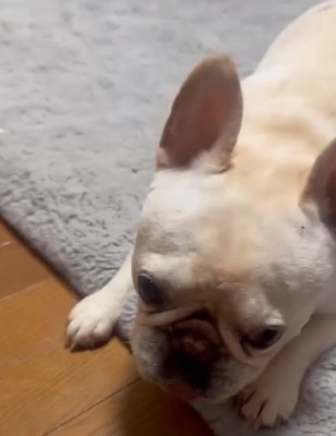 急に怒り出すアビーちゃん