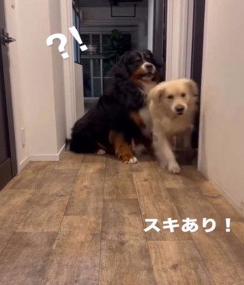 通り抜ける犬