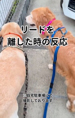 顔を見合わせる大型犬