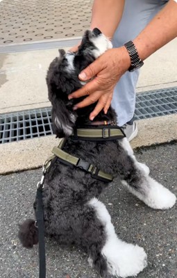 撫でられるテオくん