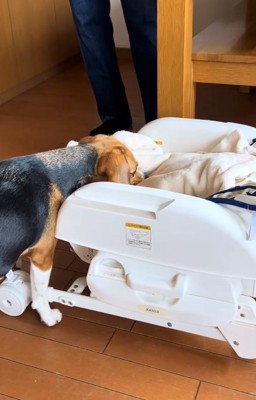 足元から嗅ぐベルちゃん