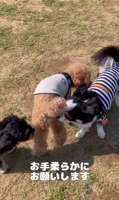 お留守番はイヤなポン太くん8