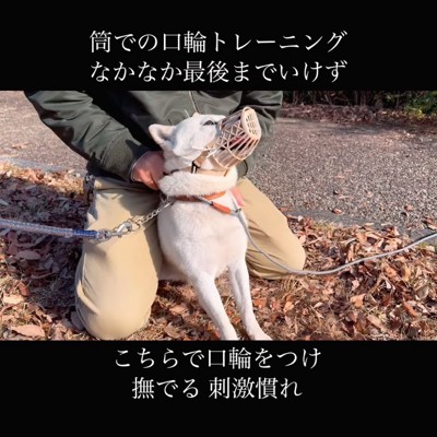 口輪をして撫でられる柴犬