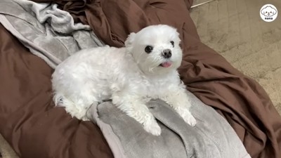 パパさんの帰りを待つナナくん5