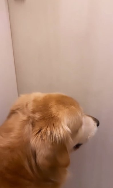 トイレに取り残されたゴールデンレトリバー