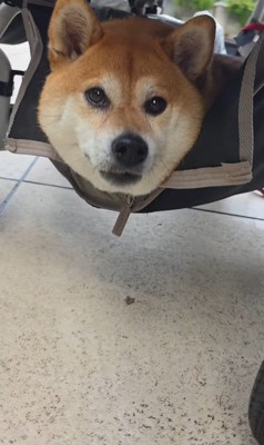 むぎちゃんと女の子2人のお散歩8