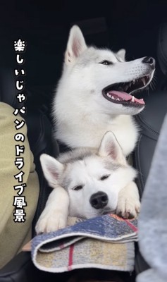 兄犬の上に乗る弟犬