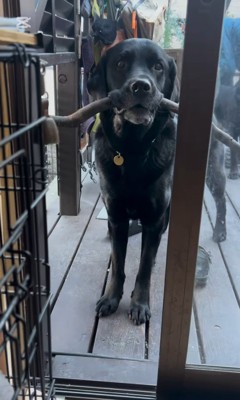 枝を運びたいあお君4