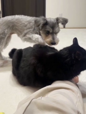 猫の背中を掘る犬