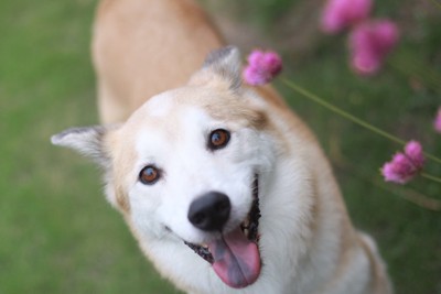 嬉しそうに見上げてくる犬