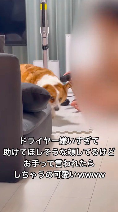 ドライヤーをかけられて緊張する犬