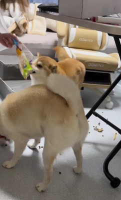 どさくさに紛れておやつも