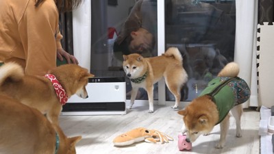 お兄ちゃん帰省時の豆柴4兄妹3