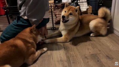 ナラちゃん&ソラくんとママの再会9