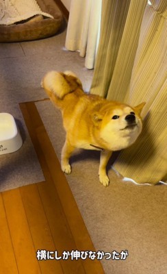 ぐいーっと伸び!