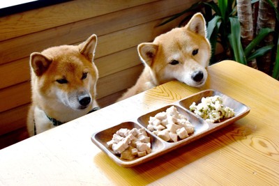 柴犬と食材