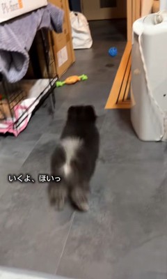 ボールを追いかけてダッシュ♪