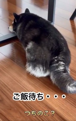 ご飯を待つももちゃん