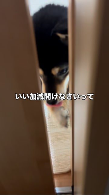 前足で引き戸をこじ開ける豆柴
