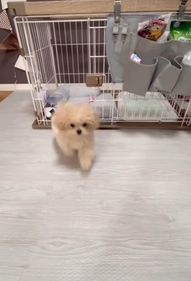 芸を披露するみるくちゃん⑩