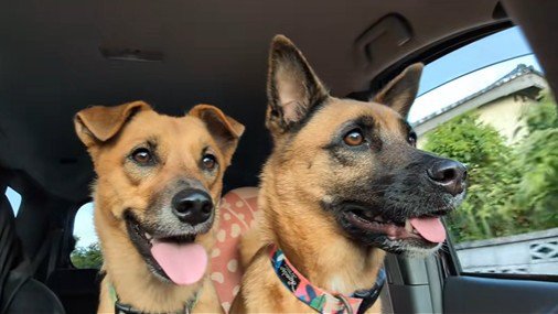 ドライブ中の2匹