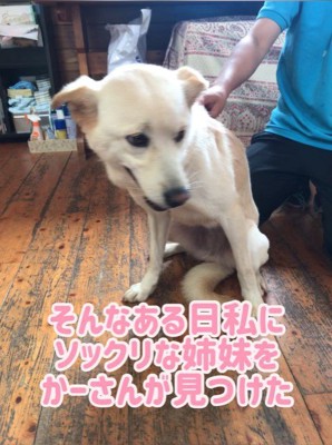 きなこちゃんの変化、もなかちゃんとの出会い5