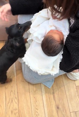 赤ちゃんとワンコ2匹の初対面6
