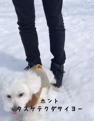 飼い主の足元を離れた犬