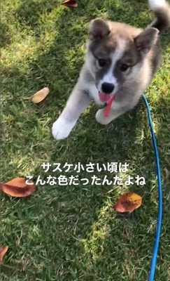 サスケくんの変化7