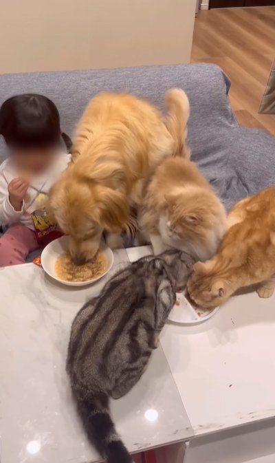 大型犬と猫たち