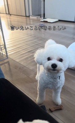 ママに訴えるポテトくん