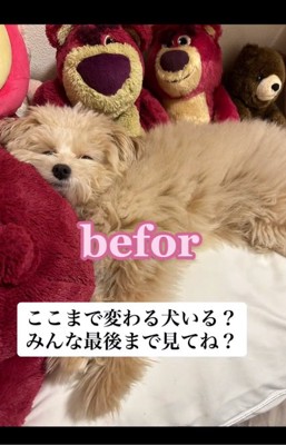 トリミング前のぽてとちゃん2