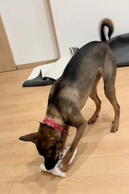 雑巾をくわえる犬