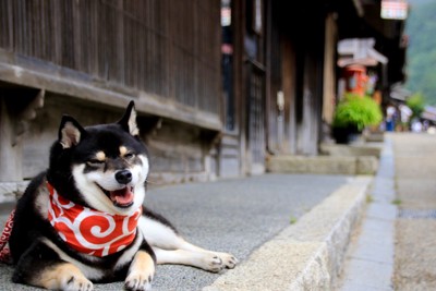 古い街並みの犬